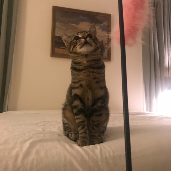 Meet your Posher, Robin - Picture 6 of 8